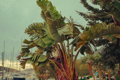 Papier peint  bird of paradise or strelitzia plant with flower on sky beckground, yacht masts, harbour or marina concept in mediterranean sea