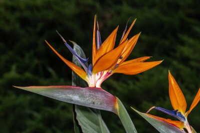 Papier peint  Bird of Paradise or Strelitzia (Strelitzia reginae) Flower