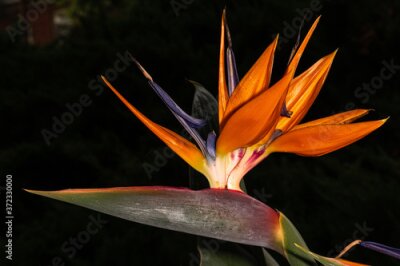 Papier peint  Bird of Paradise or Strelitzia (Strelitzia reginae) Flower