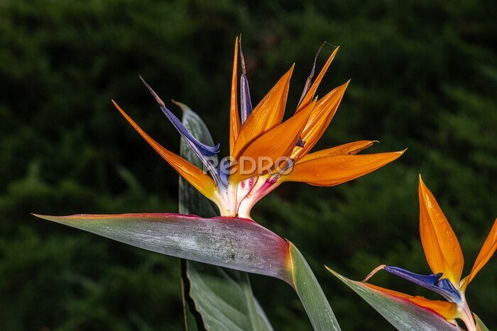 Papier peint  Bird of Paradise or Strelitzia (Strelitzia reginae) Flower