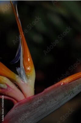 Papier peint  Bird of paradise plant in full bloom, the scientific name is Strelitzia and this was taken in Corralejo in Fuerteventura