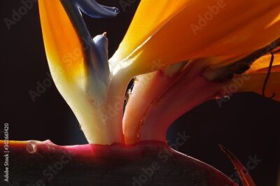 Papier peint  Bird of paradise plant in full bloom, the scientific name is Strelitzia and this was taken in Corralejo in Fuerteventura