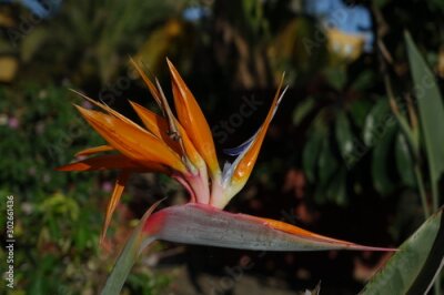 Papier peint  Bird of paradise plant in full bloom, the scientific name is Strelitzia and this was taken in Corralejo in Fuerteventura
