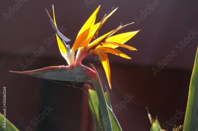 Papier peint  Bird of paradise plant in full bloom, the scientific name is Strelitzia and this was taken in Corralejo in Fuerteventura