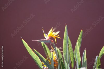 Papier peint  Bird of paradise plant in full bloom, the scientific name is Strelitzia and this was taken in Corralejo in Fuerteventura