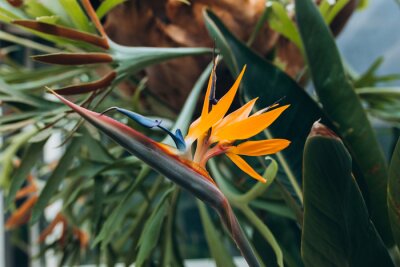 Papier peint  Bird of Paradise Plant in Full Seasonal Bloom. Beautiful Strelitzia reginae grows in rainforest or greenhouse
