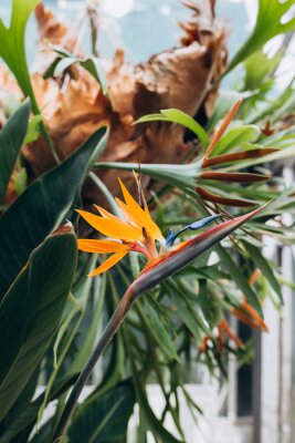 Papier peint  Bird of Paradise Plant in Full Seasonal Bloom. Beautiful Strelitzia reginae grows in rainforest or greenhouse