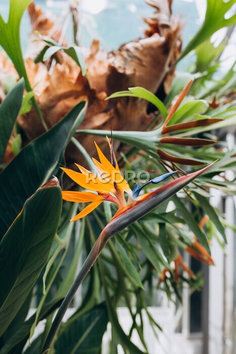 Papier peint  Bird of Paradise Plant in Full Seasonal Bloom. Beautiful Strelitzia reginae grows in rainforest or greenhouse