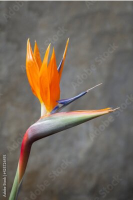 Papier peint  bird of paradise plant isolated from a stone background, Strelitzia reginae, selective focus