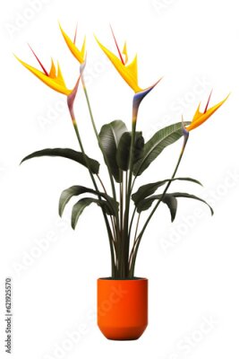 Papier peint  bird of paradise plant on pot. Strelitzia