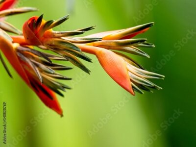 Papier peint  Bird of Paradise plant (Strelitzia reginae)