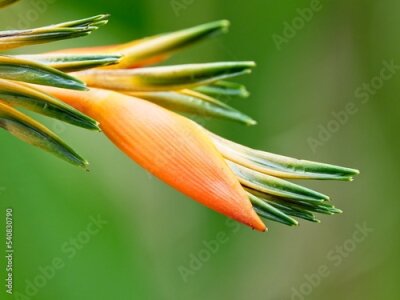 Papier peint  Bird of Paradise plant (Strelitzia reginae)
