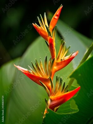 Papier peint  Bird of Paradise plant (Strelitzia reginae)