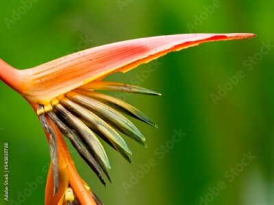 Papier peint  Bird of Paradise plant (Strelitzia reginae)