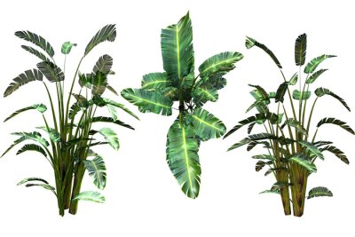 Papier peint  Bird of paradise plant. Strelitzia reginae. Render image with PNG format