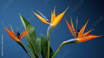 Papier peint  Bird of Paradise Plant (Strelitzia reginae) with its exotic, bird-like flowers, bringing a touch of the tropics indoors.