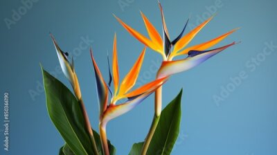 Papier peint  Bird of Paradise Plant (Strelitzia reginae) with its exotic, bird-like flowers, bringing a touch of the tropics indoors.