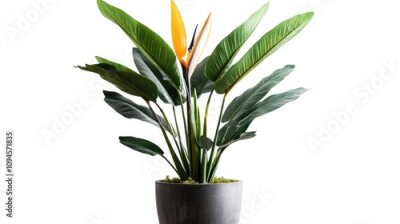 Papier peint  Bird of Paradise Plant Strelitzia Reginae with Vibrant Orange Flower and Lush Green Leaves in Modern Black Pot Set Against a Clean White Background