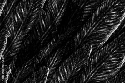 Papier peint  Bird of Paradise Seamless Pattern for Swimwear. Black and White Bird-of-Paradise Spring-Summer Tile Strelitzia Feminine Exotic Design.  Tropical Leaf Background. Large Polynesia Floral Print.