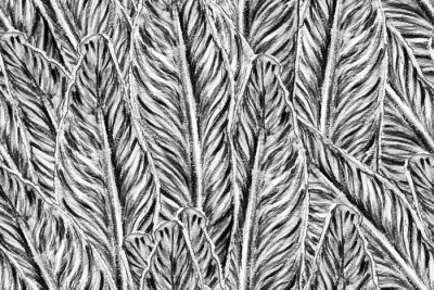 Papier peint  Bird of Paradise Seamless Pattern for Swimwear. Black and White Strelitzia Feminine Exotic Design.  Bird-of-Paradise Spring-Summer Tile Tropical Leaf Background. Large Polynesia Floral Print.