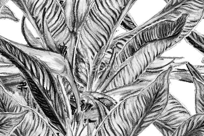 Papier peint  Bird of Paradise Seamless Pattern for Swimwear. Black and White Tropical Leaf Background. Large Polynesia Floral Print. Strelitzia Feminine Exotic Design.  Bird-of-Paradise Spring-Summer Tile