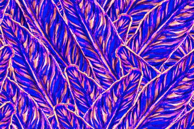 Papier peint  Bird of Paradise Seamless Pattern for Swimwear. Blue and Magenta Bird-of-Paradise Spring-Summer Tile Tropical Leaf Background. Large Polynesia Floral Print. Strelitzia Feminine Exotic Design.