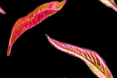 Papier peint  Bird of Paradise Seamless Pattern for Swimwear. Red and Purple Strelitzia Feminine Exotic Design.  Bird-of-Paradise Spring-Summer Tile Tropical Leaf Background. Large Polynesia Floral Print.