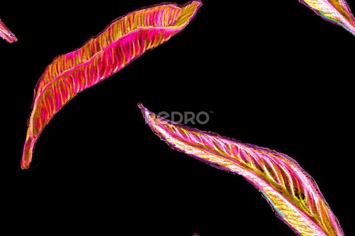 Papier peint  Bird of Paradise Seamless Pattern for Swimwear. Red and Purple Strelitzia Feminine Exotic Design.  Bird-of-Paradise Spring-Summer Tile Tropical Leaf Background. Large Polynesia Floral Print.