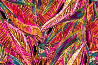 Papier peint  Bird of Paradise Seamless Pattern for Swimwear. Red and Purple Tropical Leaf Background. Large Polynesia Floral Print. Bird-of-Paradise Spring-Summer Tile Strelitzia Feminine Exotic Design.