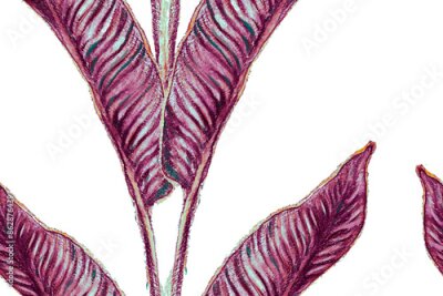 Papier peint  Bird of Paradise Seamless Pattern for Swimwear. Red and Purple Tropical Leaf Background. Large Polynesia Floral Print. Bird-of-Paradise Spring-Summer Tile Strelitzia Feminine Exotic Design.