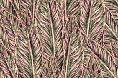 Papier peint  Bird of Paradise Seamless Pattern for Swimwear. Teal Green and Red Strelitzia Feminine Exotic Design.  Bird-of-Paradise Spring-Summer Tile Tropical Leaf Background. Large Polynesia Floral Print.