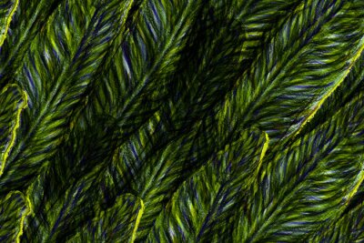 Papier peint  Bird of Paradise Seamless Pattern for Swimwear. Teal Green Strelitzia Feminine Exotic Design.  Bird-of-Paradise Spring-Summer Tile Tropical Leaf Background. Large Polynesia Floral Print.