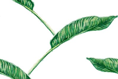 Papier peint  Bird of Paradise Seamless Pattern for Swimwear. Teal Green Tropical Leaf Background. Large Polynesia Floral Print. Strelitzia Feminine Exotic Design.  Bird-of-Paradise Spring-Summer Tile