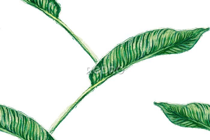 Papier peint  Bird of Paradise Seamless Pattern for Swimwear. Teal Green Tropical Leaf Background. Large Polynesia Floral Print. Strelitzia Feminine Exotic Design.  Bird-of-Paradise Spring-Summer Tile