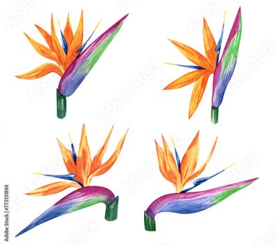 Papier peint  Bird of paradise set Watercolor illustration of tropical flower strelitzia. Hand drawn exotic floral. Bird of paradise. Perfect clipart element for greeting cards