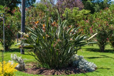 Papier peint  Bird-of-paradise shrub (Strelitzia reginae Banks) in bloom.