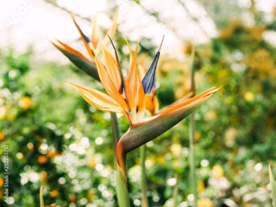 Papier peint  Bird of Paradise (Strelitzia)