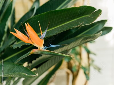 Papier peint  Bird of Paradise (Strelitzia)