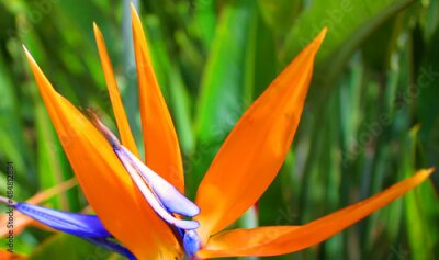 Papier peint  Bird of paradise (Strelitzia)