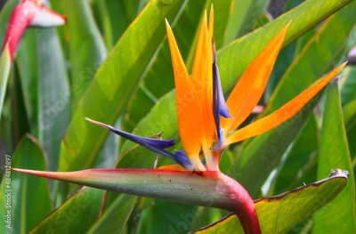 Papier peint  Bird of paradise (Strelitzia)