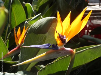 Papier peint  Bird of Paradise (Strelitzia)