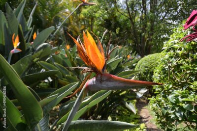Papier peint  Bird of Paradise (Strelitzia)
