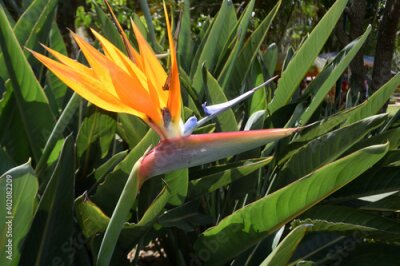 Papier peint  Bird of Paradise (Strelitzia)