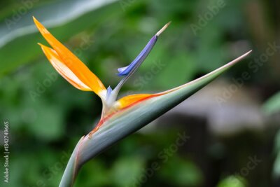 Papier peint  bird of paradise, strelitzia