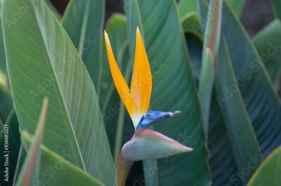 Papier peint  Bird of Paradise, Strelitzia