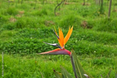 Papier peint  Bird of Paradise, Strelitzia