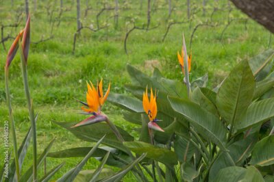 Papier peint  Bird of Paradise, Strelitzia