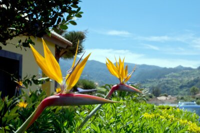 Papier peint  Bird of Paradise, Strelitzia