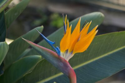 Papier peint  Bird of Paradise, Strelitzia