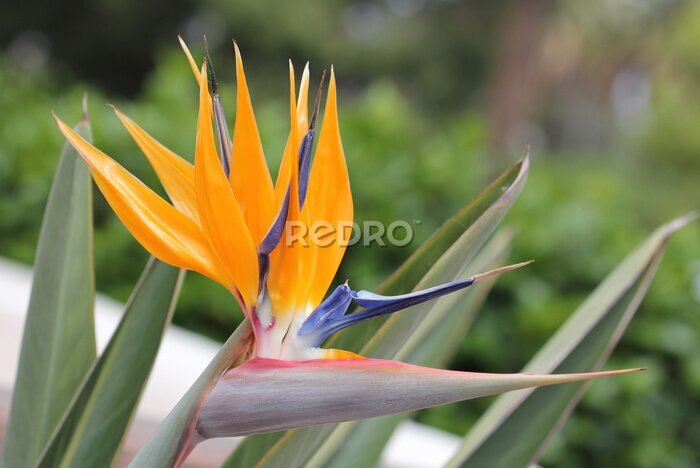 Papier peint  Bird of paradise - strelitzia